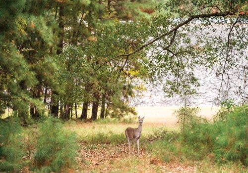 Exploring the Hunting and Fishing Laws in Spring Branch, TX