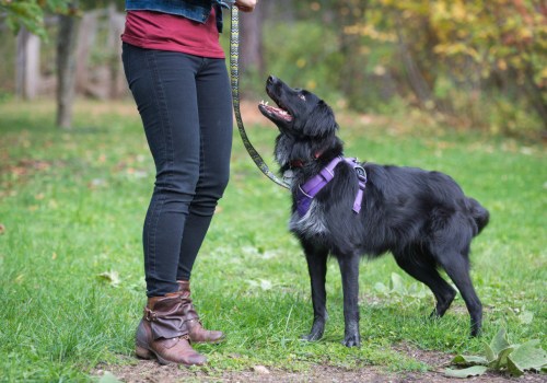 The Importance of Complying with Leash Laws in Spring Branch, TX